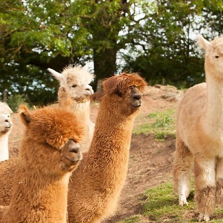 The Llama Hut Kirklevington Eksteriør billede